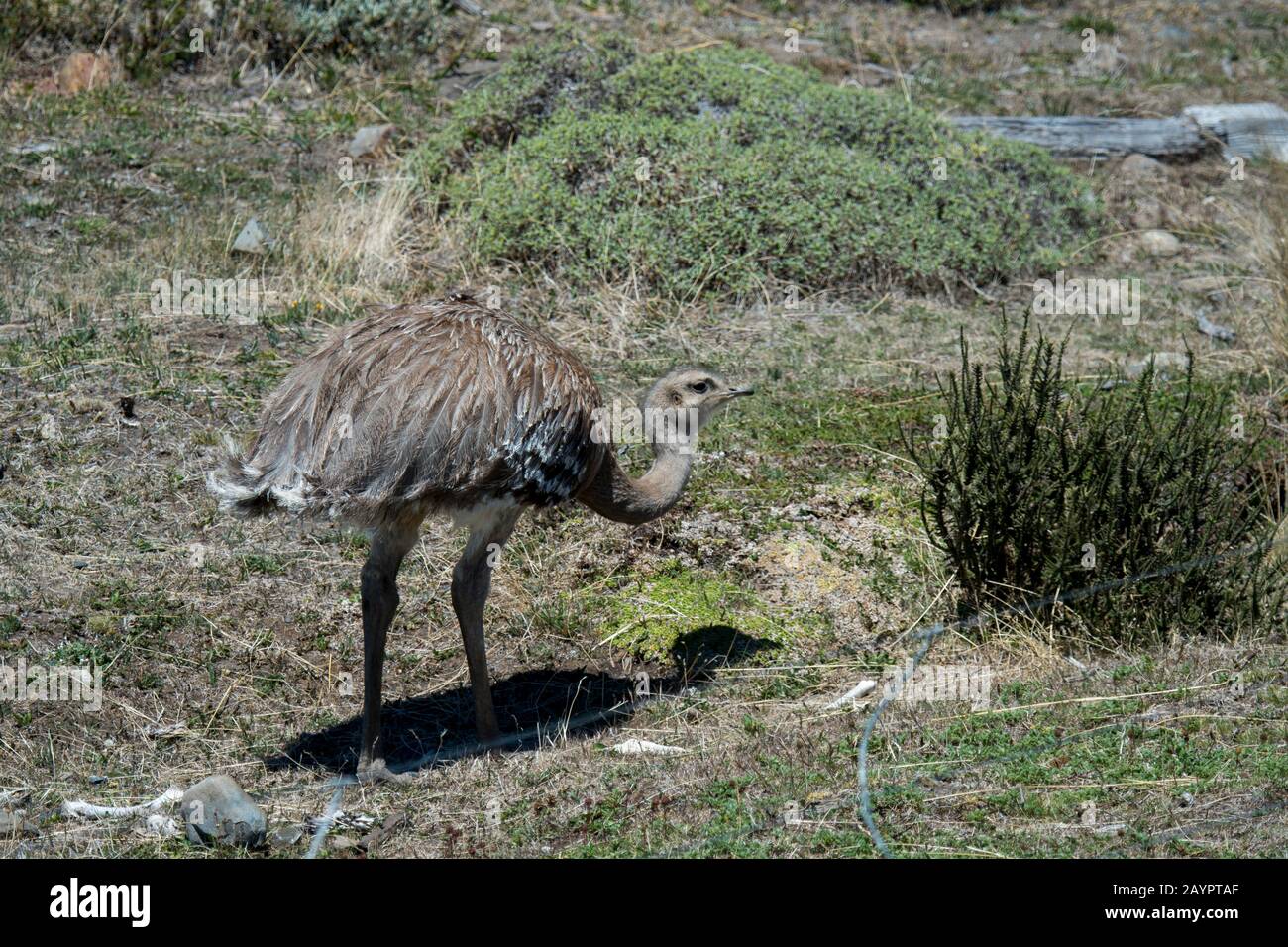 Eine Darwin-Rhea, auch als die kleinere Rhea bezeichnet, ist ein großer flugloser Vogel im Torres del Paine National Park im Süden Chiles. Stockfoto