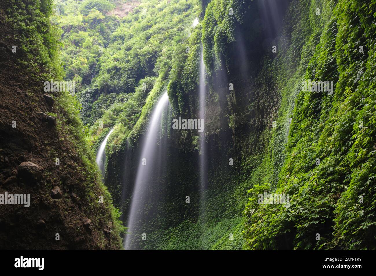 Madakaripura Wasserfall, in Ostjava, Indonesien. Mehrere Wasserfälle strömen die steile Klippe hinunter, die von tropischer Vegetation bedeckt ist. Stockfoto