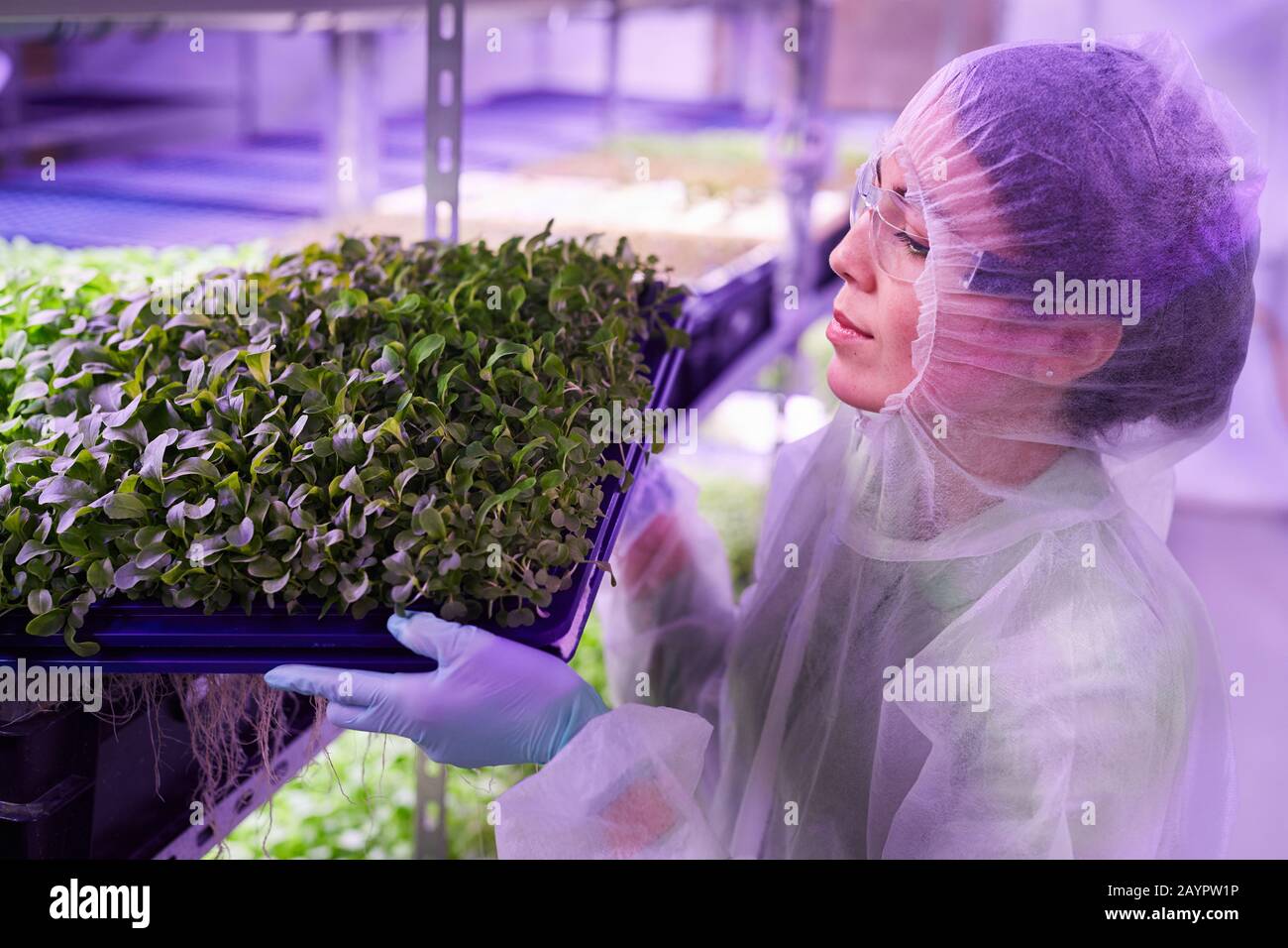 Portrait von Arbeiterinnen, die Tablette mit grünen Sprossen im Baumschul-Gewächshaus halten, das von blauem Licht beleuchtet wird, Kopierraum Stockfoto