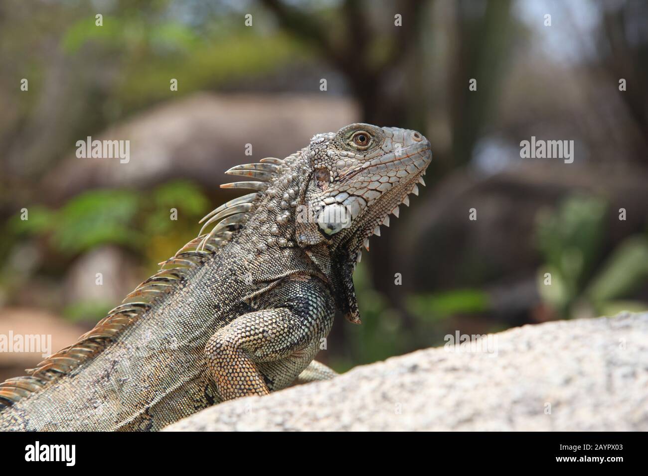 Grüner Leguan auf einem Stein saß in der Landschaft, Aruba, Karibik. Stockfoto