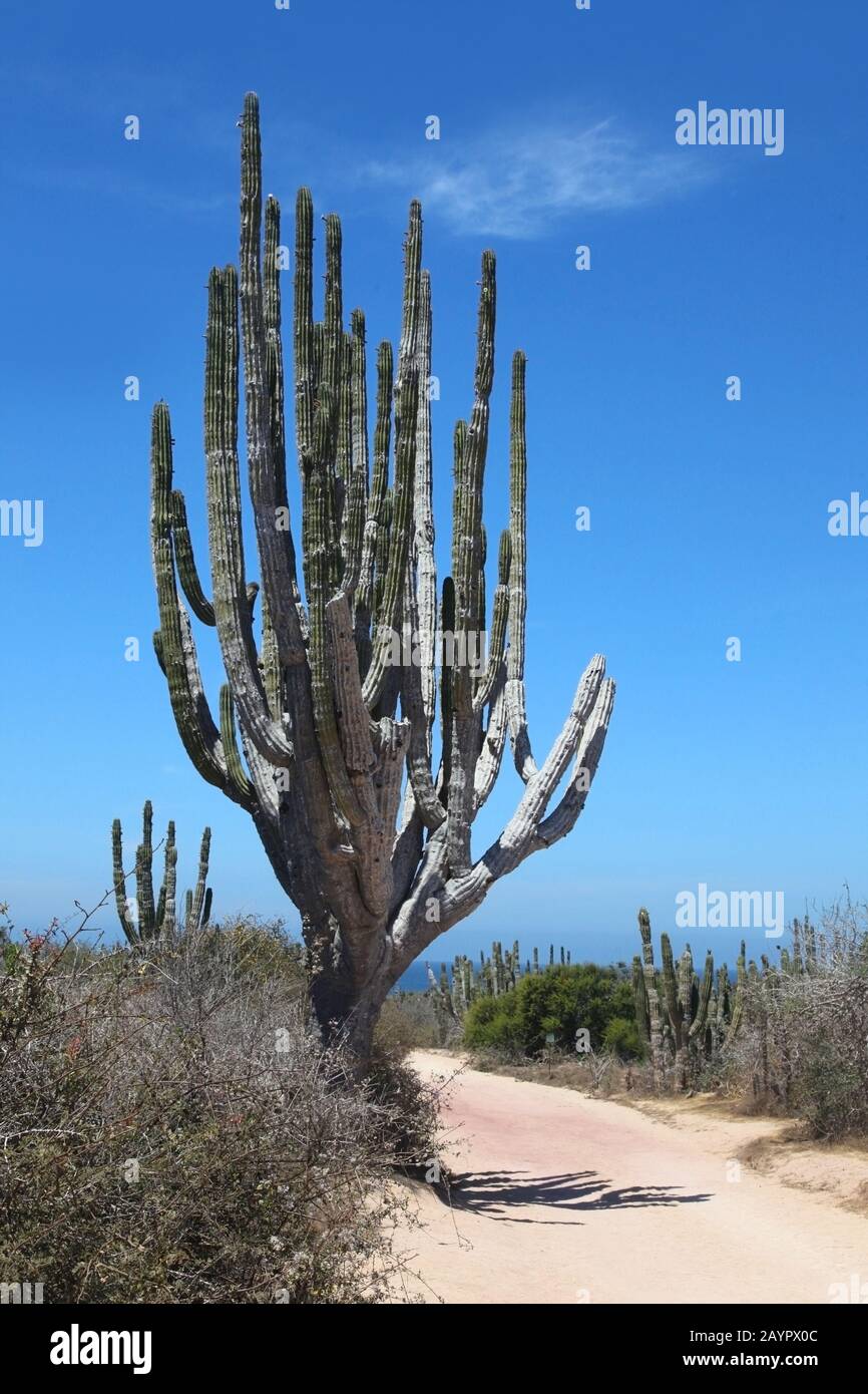Cactus im Outback, Cabo San Lucas, Baja California Sur, Mexiko. Stockfoto