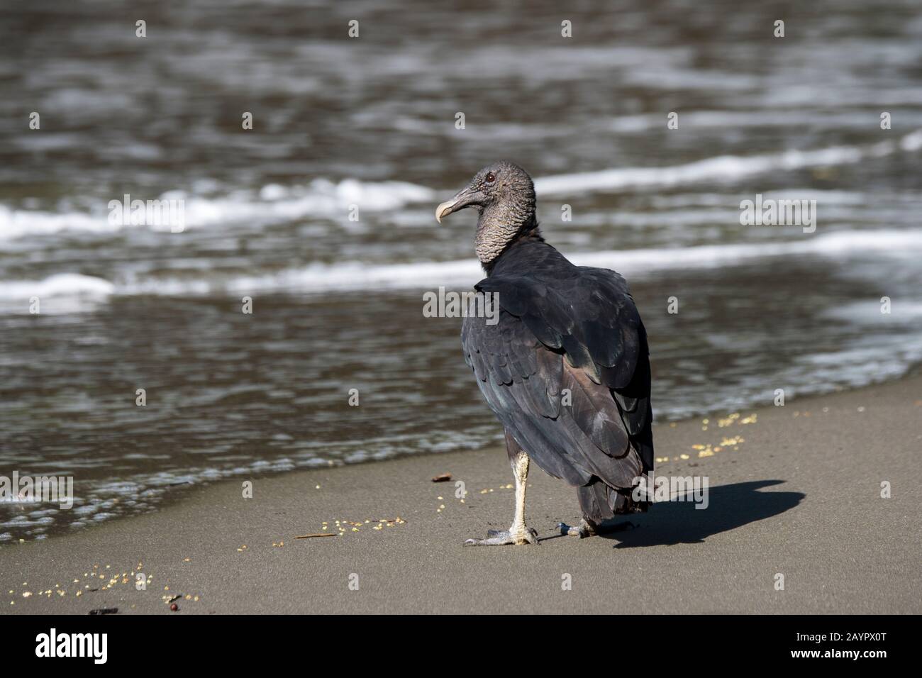 Ein schwarzer Geier (Coragyps atratus) am Strand an der biologischen Station Campanario, die im tropischen Regenwald der Osa im Pazifischen Tiefland liegt Stockfoto