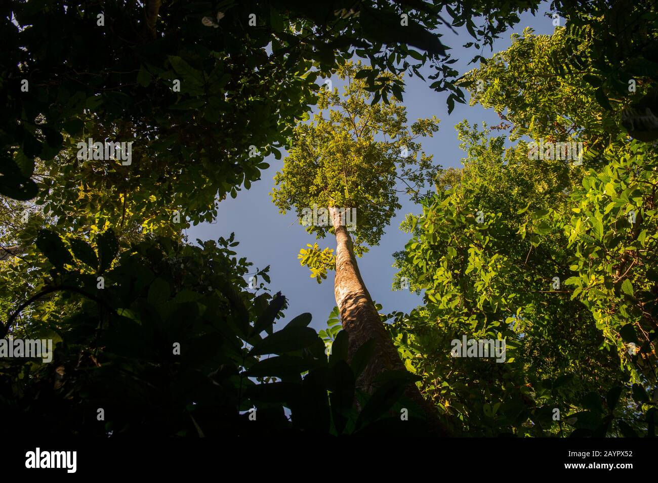Blick auf den Regenwald in der Nähe der biologischen Station Campanario, die im tropischen Regenwald der Osa Penins im Pazifischen Tiefland liegt Stockfoto