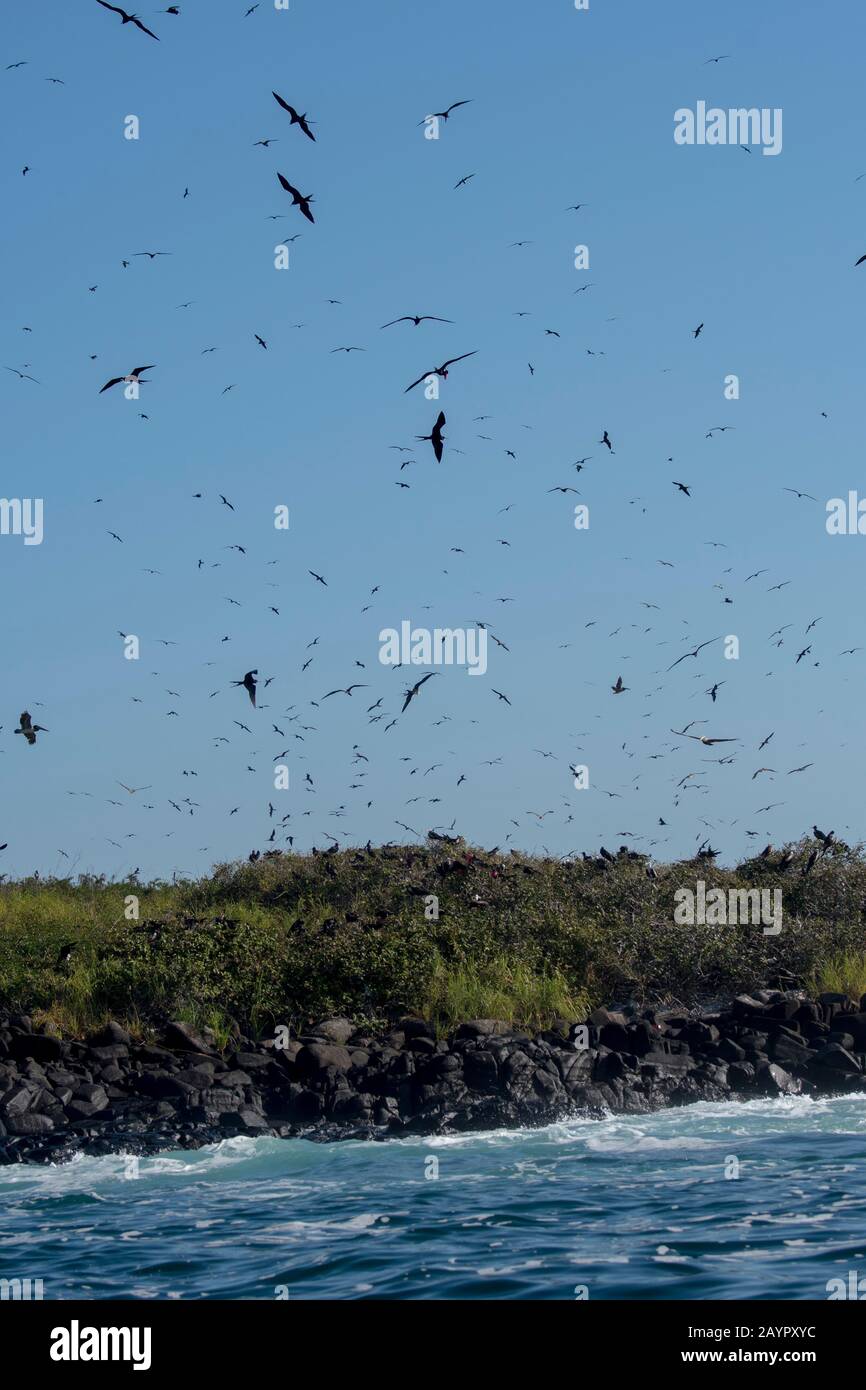 Blick auf die Insel Iguana in Panama mit Prächtigen Fregattenvögeln (Fregata magnificens), die über ihr Nistgebiet auf der Insel fliegen. Stockfoto