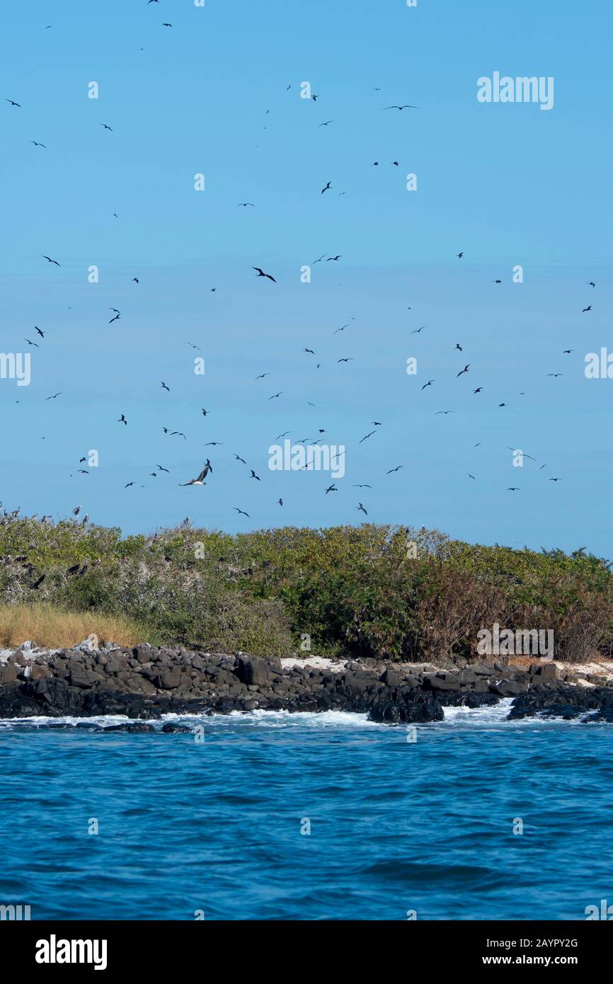Blick auf die Insel Iguana in Panama mit Prächtigen Fregattenvögeln (Fregata magnificens), die über ihr Nistgebiet auf der Insel fliegen. Stockfoto