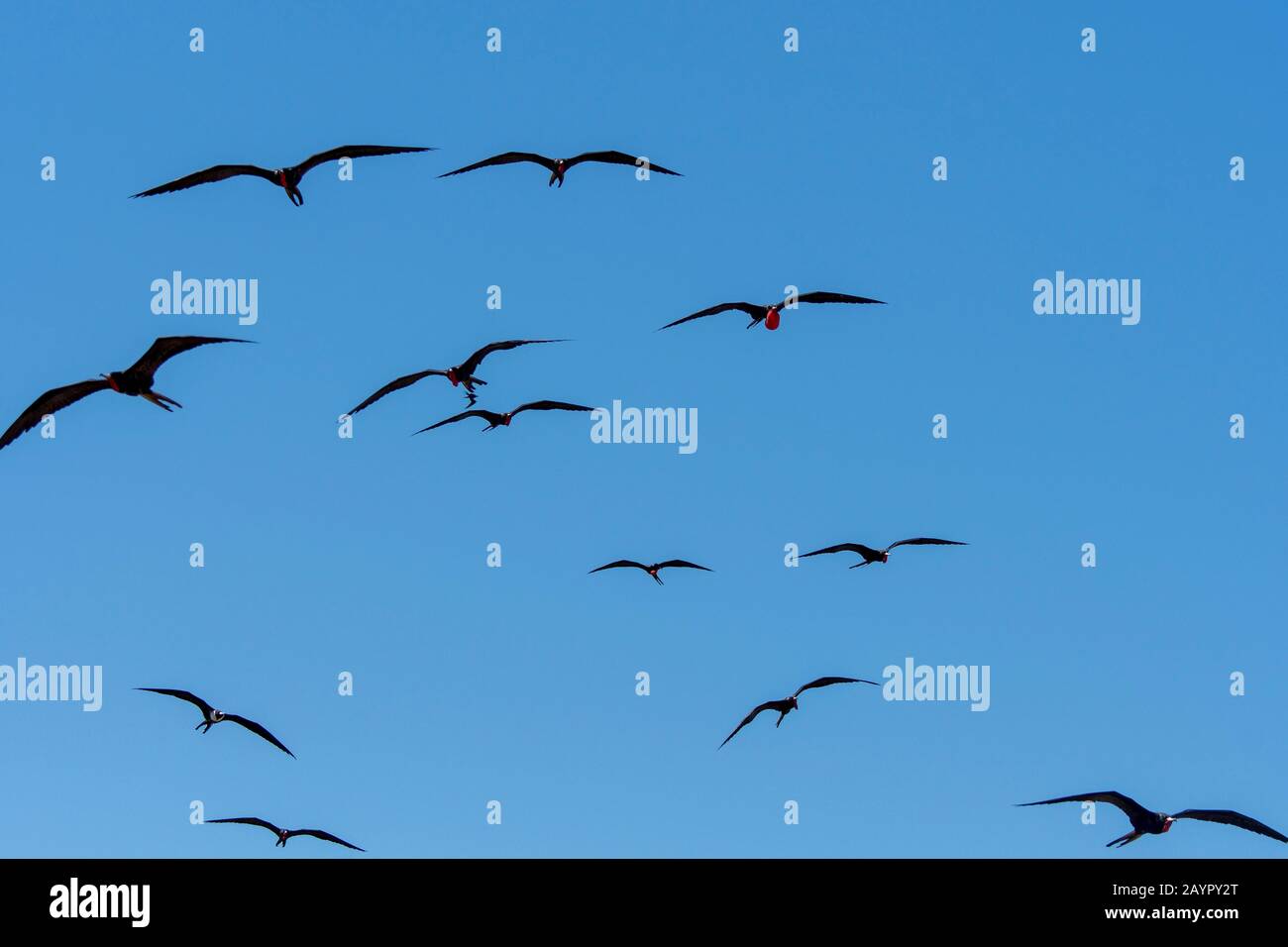 Prächtige Fregattvögel (Fregata magnificens) fliegen über ihr Nistgebiet auf der Insel Iguana in Panama. Stockfoto