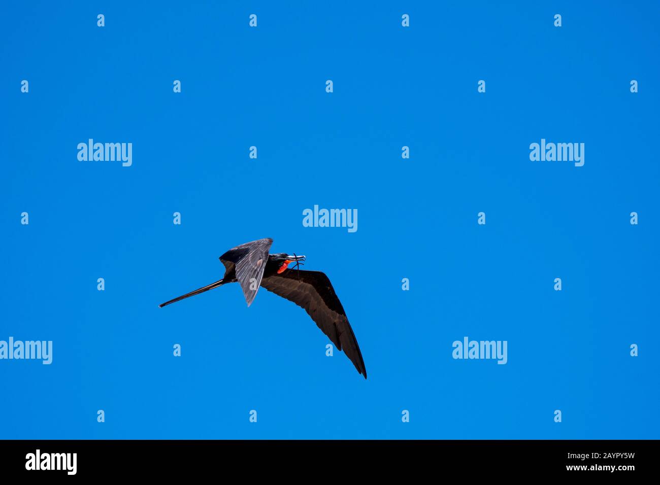 Ein männlicher Prächtiger Fregattenvogel (Fregata magnificens) mit Nistmaterial fliegt über ihr Nistgebiet auf der Insel Iguana in Panama. Stockfoto