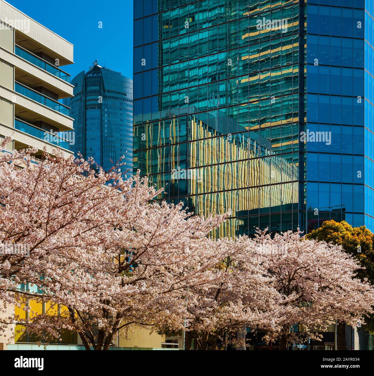 Frühling in Tokio zwischen Modernität und Tradition. Blühende pinkfarbene Kirschblüten vor dem Roppongi-Viertel moderne Wolkenkratzer Stockfoto