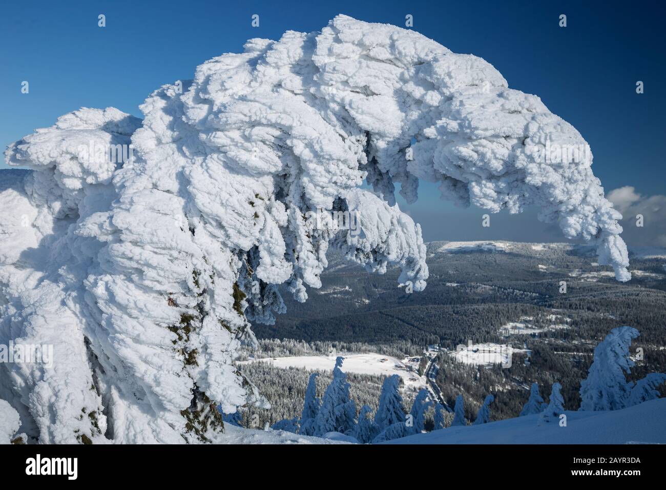 Schneebedeckter Baum auf dem Gipfel des großen Arbers, Deutschland, Bayern, Nationalpark Bayerischer Wald Stockfoto