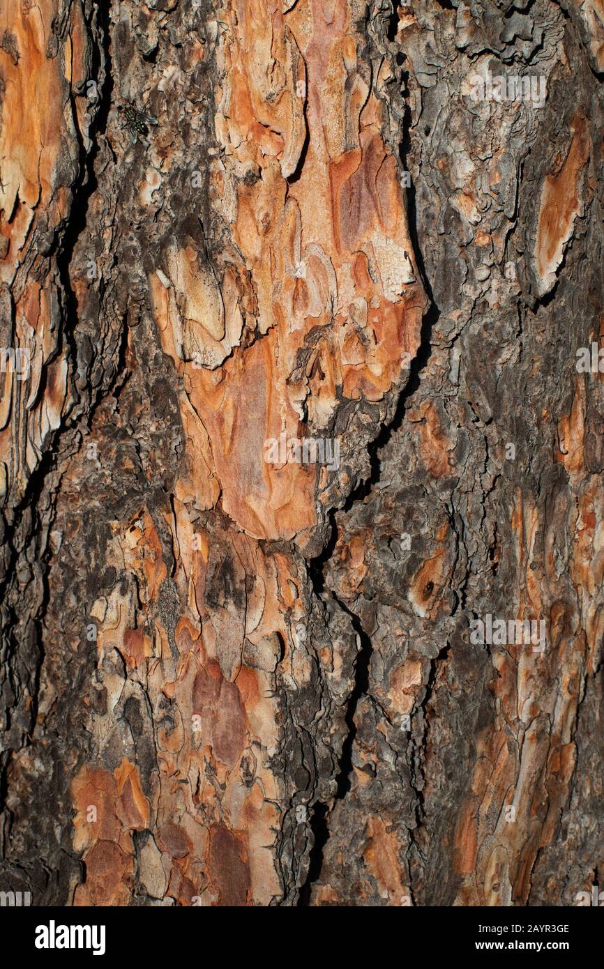 Rote Kiefer-Textur. Detaillierter Hintergrund EINES Schönen Baums. Stockfoto