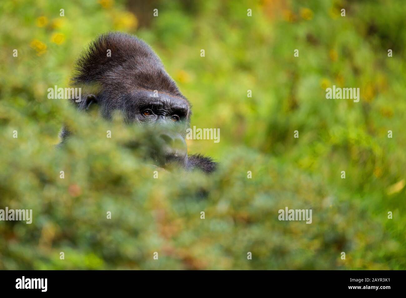 Flachlandgorilla (Gorilla gorilla gorilla), im Gebüsch sitzend, Porträt Stockfoto