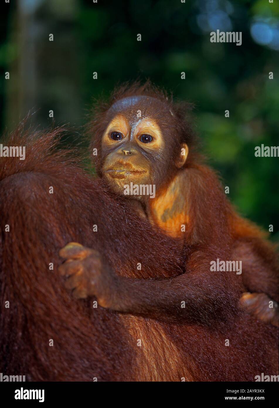 Bornean orangutan (Pongo pygmaeus pygmaeus), Jungtier in einer Entlassstation, Porträt, Malaysia, Borneo Stockfoto