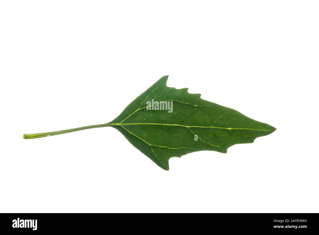 Lamb's Quarters, Lambsquares, Pigweed, Fat-hen (Chenopodium-Album), Leaf, Cutout, Deutschland Stockfoto