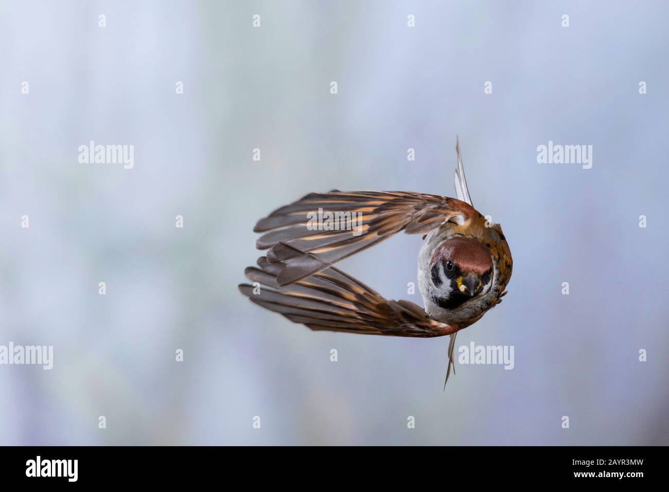 Eurasischer Baumpfeil (Passer montanus), im Flug, Deutschland Stockfoto