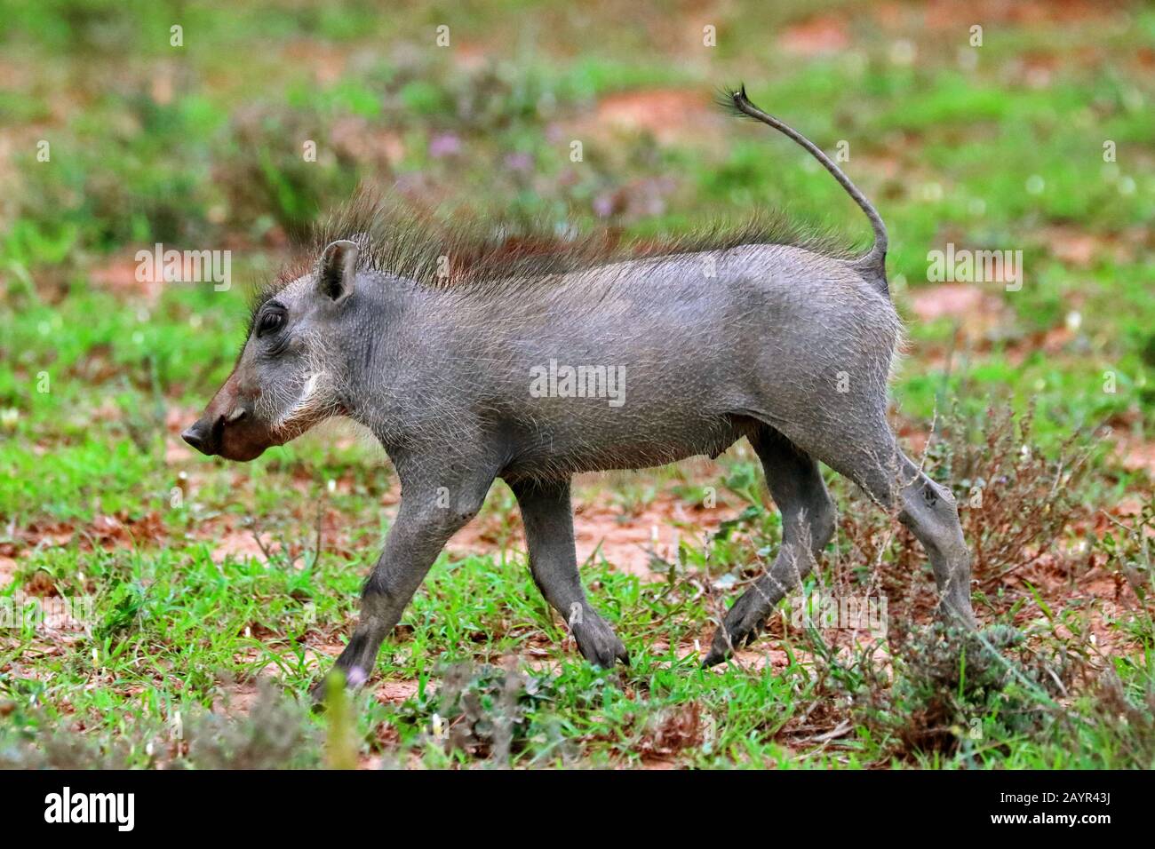 Gewöhnlicher Warthog, Savanne Warthog (Phacochoerus africanus), PUP, Südafrika Stockfoto