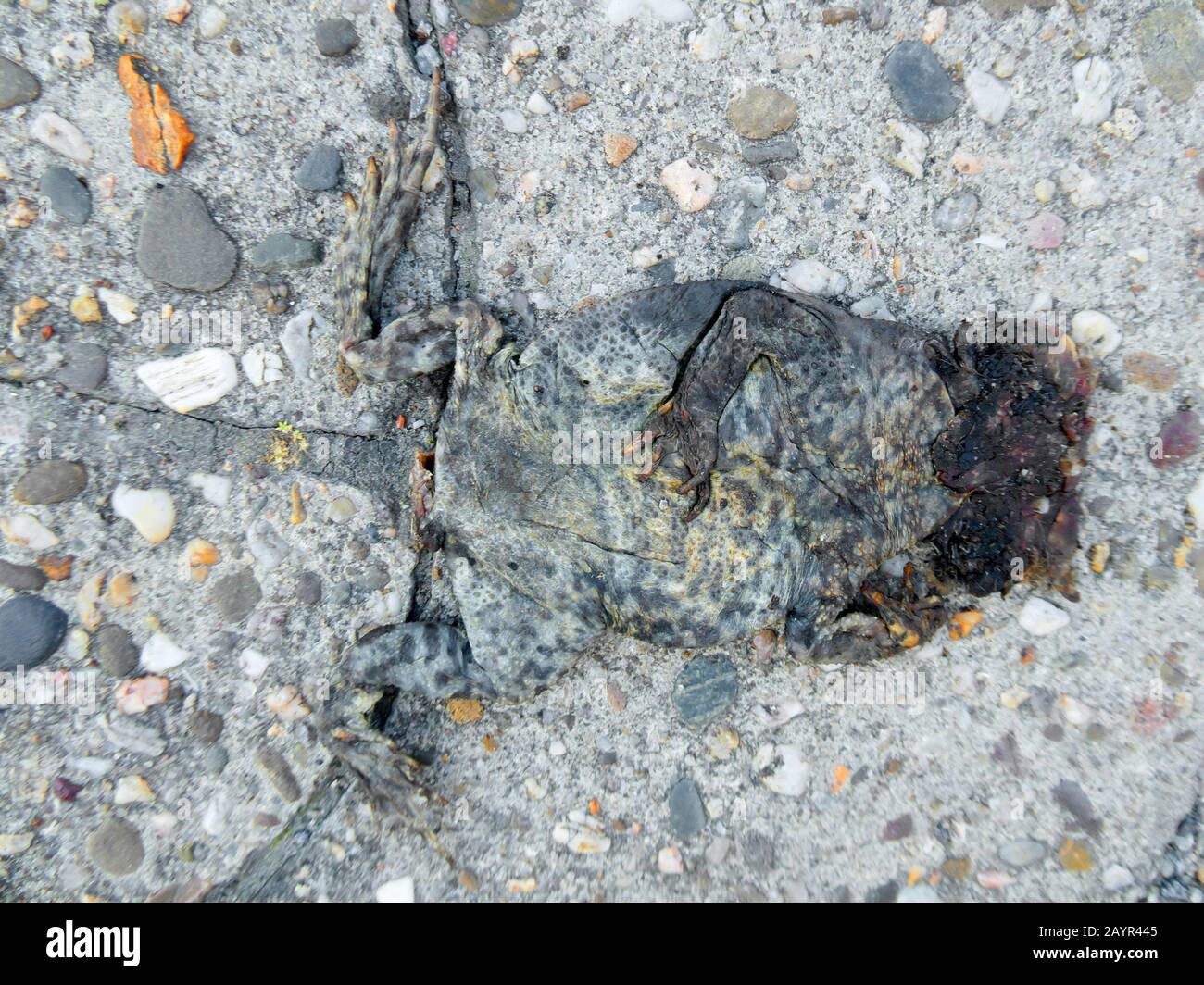 Europäische gemeine Kröte (Bufo bufo), Toad Roadkill, Deutschland, Niedersachsen, Norddeich Stockfoto