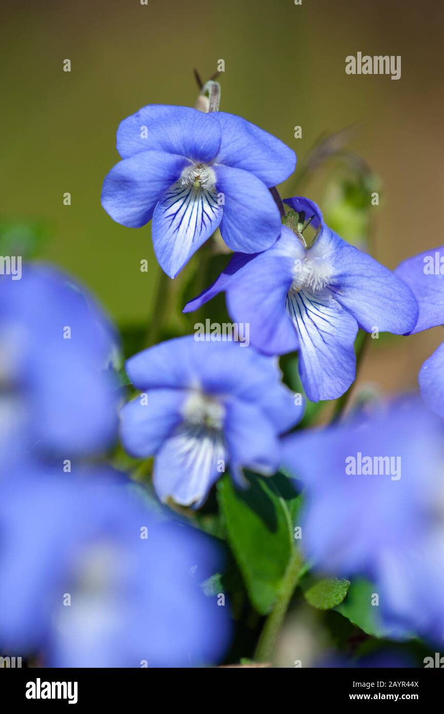 gemeinsamen violett, gemeinsamen Hund-Veilchen (Viola Riviniana), Blumen, Deutschland Stockfoto