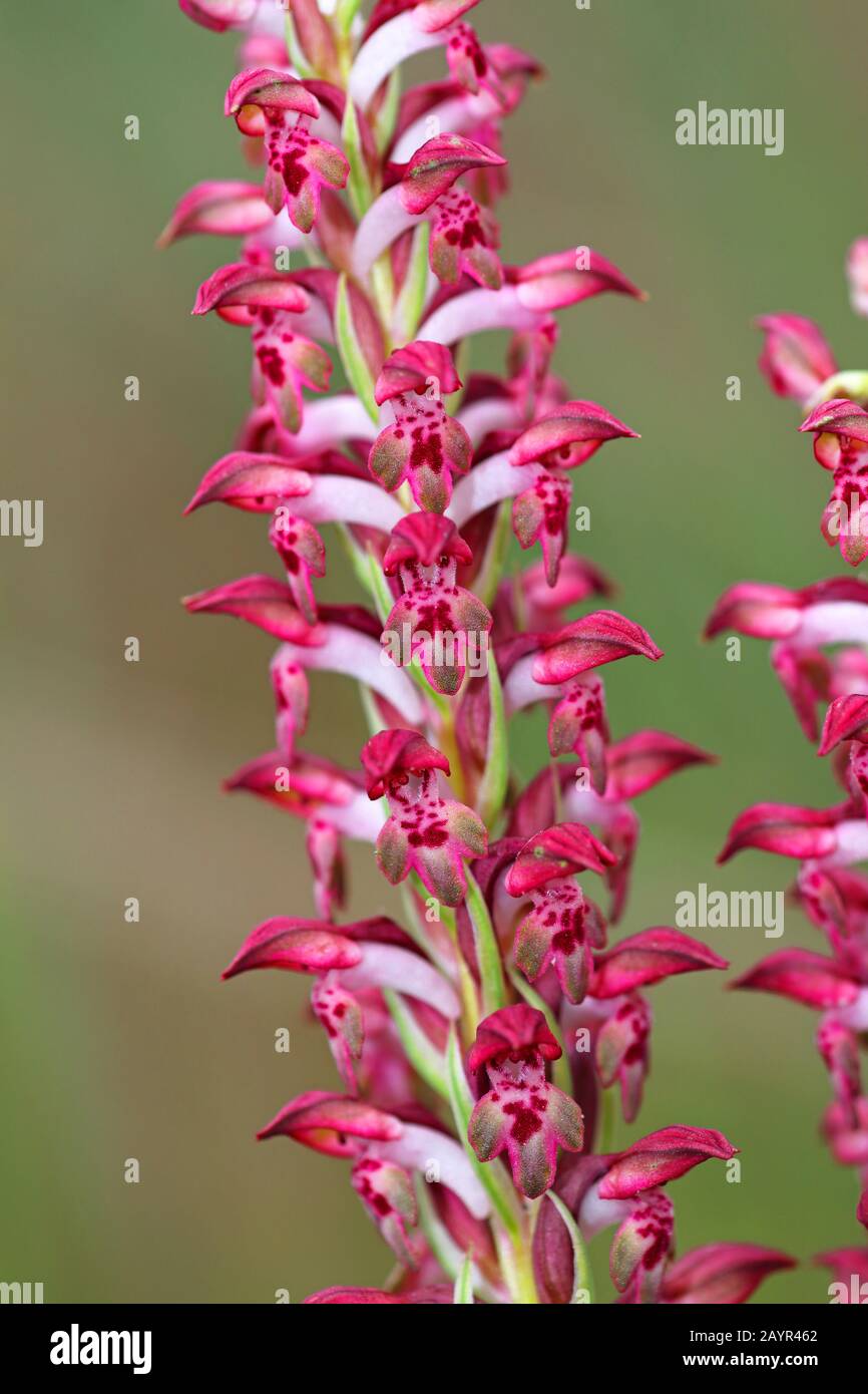 Wanze Orchid (Orchis coriophora, Anacamptis coriophora), Blumen, Montenegro, Ulcinj Stockfoto