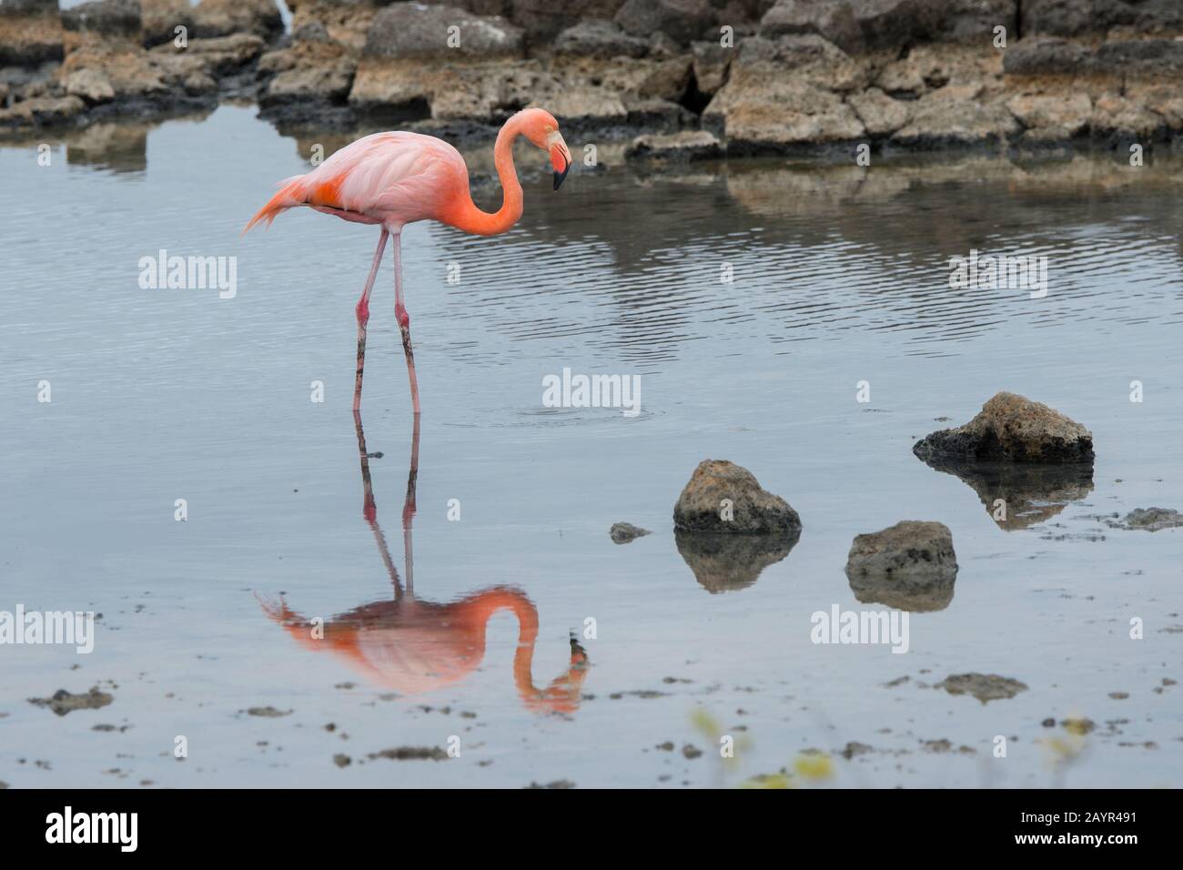 American Flamingo ernährt sich in der Lagune am Cerro Dragon an der Westküste der Insel Santa Cruz (Unermüdliche Insel), den Galapagos-Inseln, Ecuador. Stockfoto