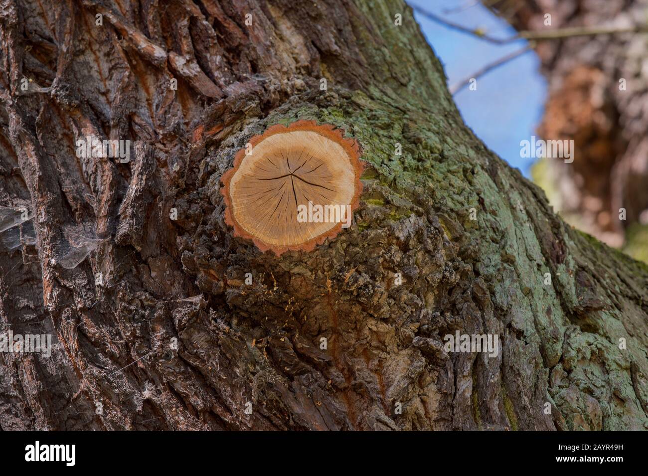 Gewöhnliche Eiche, Stieleiche, englische Eiche (Quercus robur. Quercus pedunculata), abgesägt von einem Ast eines alten Eichenstammes, Deutschland Stockfoto