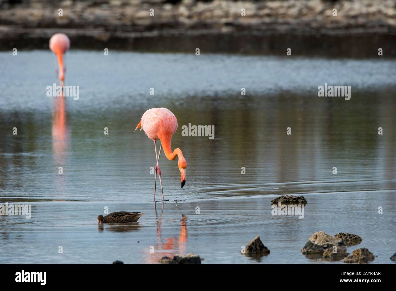 Amerikanische Flamingos ernähren sich in der Lagune am Cerro Dragon an der Westküste der Insel Santa Cruz (Unermüdliche Insel), den Galapagos-Inseln, Ecuador Stockfoto