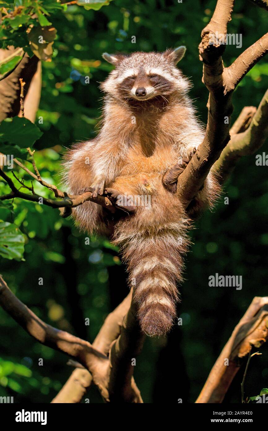 Gewöhnlicher Waschbär (Procyon lotor), Jungtier sitzt auf einem Ast in einem Baum und lässt die Sonne auf den Pelz, Deutschland, leuchten Stockfoto
