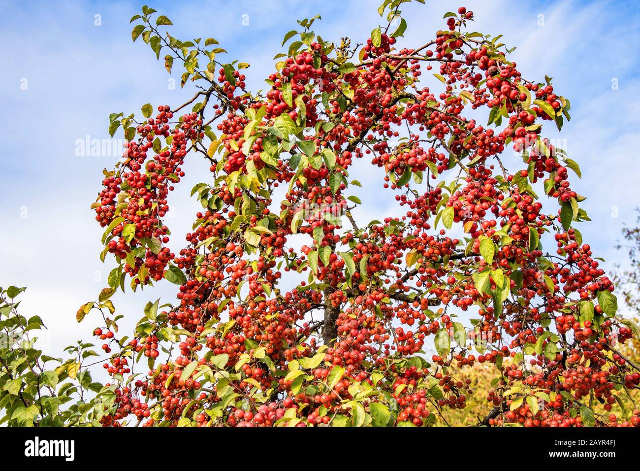Hybrid-Hahnendorn, Lavallée Weißdorn (Crataegus x lavallei 'Carrierei'), mit reifen Früchten, Deutschland, Bayern Stockfoto