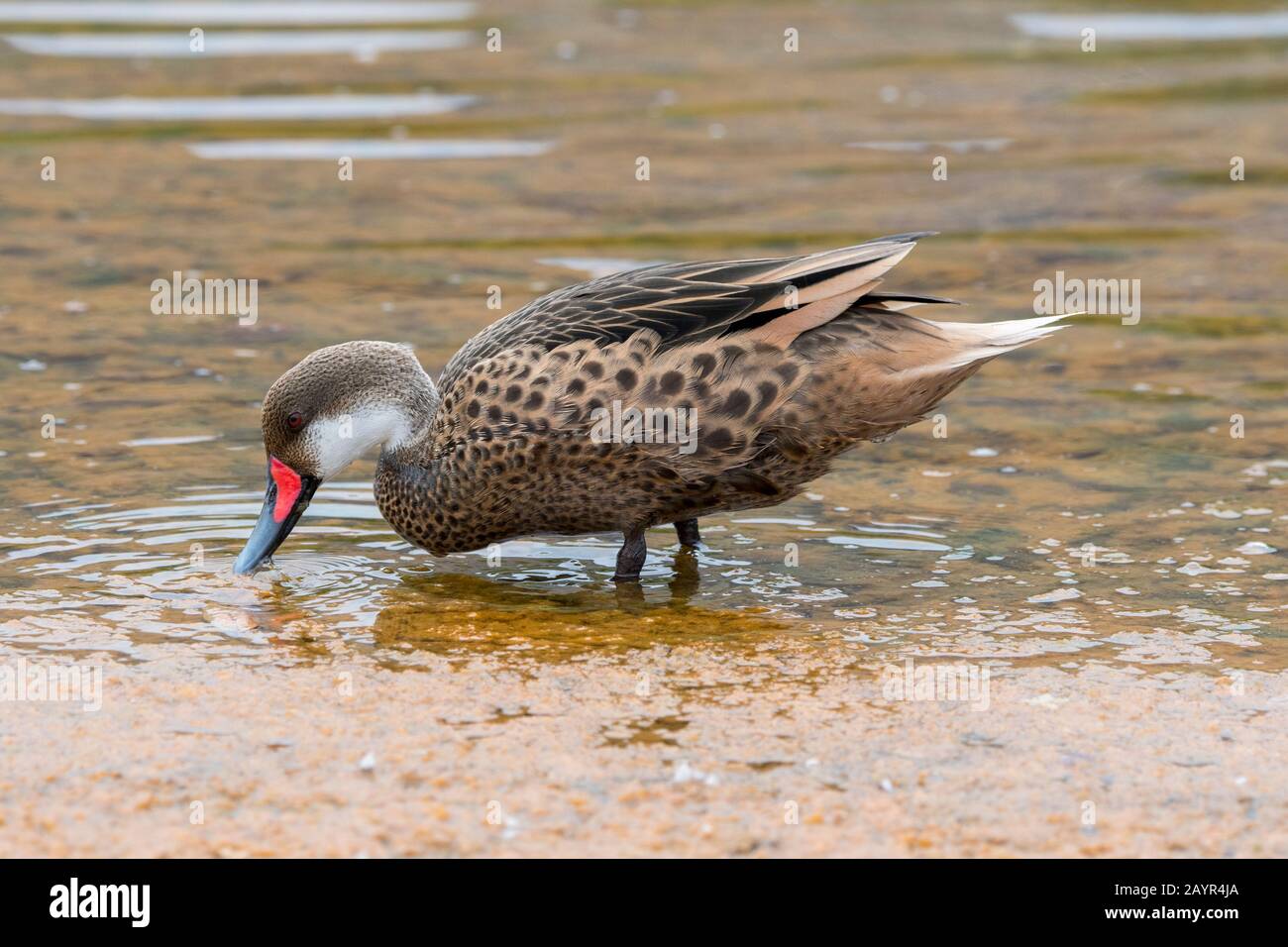 Eine männliche weiße gebuchte Pintail-Ente oder Bahama-Pintail-Ente (Anas bahamensis) ernährt sich in einer Lagune auf Rabida-Insel (Jervis Island) im Galapagos Stockfoto