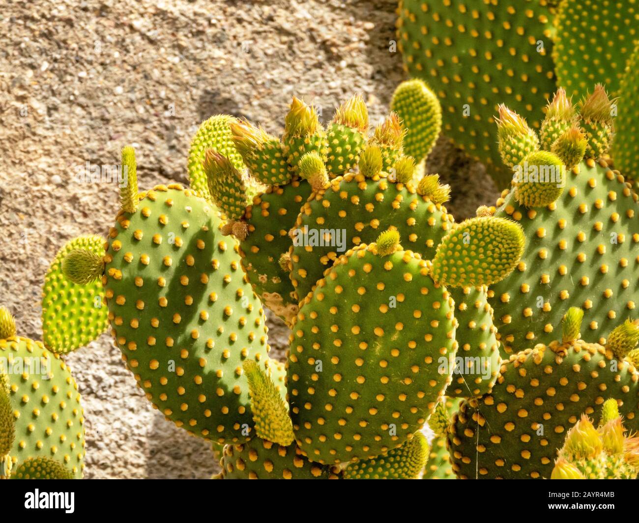 Bunny-Ohren, Polka Dot Cactus (Opuntia microdasys), als Zierpflanze in einem Garten, Spanien, Andalusien, Almeria Stockfoto