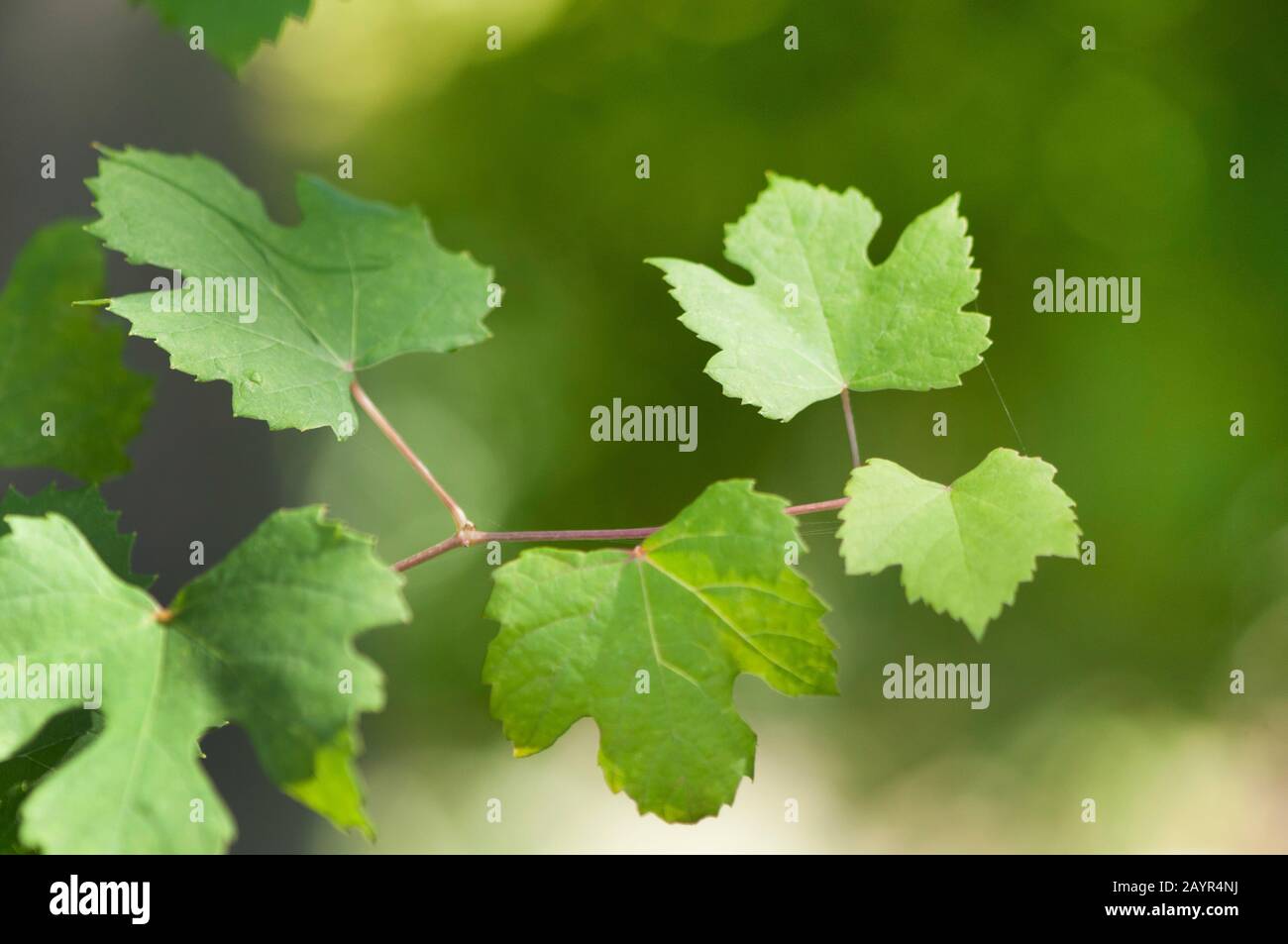 Rebe, Rebe (Vitis vinifera), Blätter, Deutschland Stockfoto