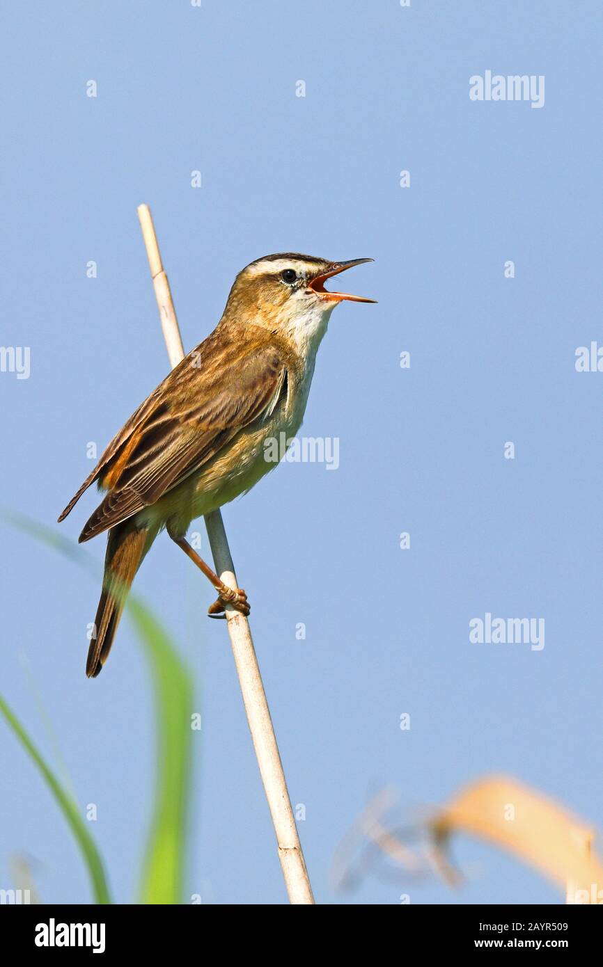 Segge Warbler (Acrocephalus schoenobaenus), Gesang im Schilf, Seitenansicht, Niederlande, Frisia Stockfoto