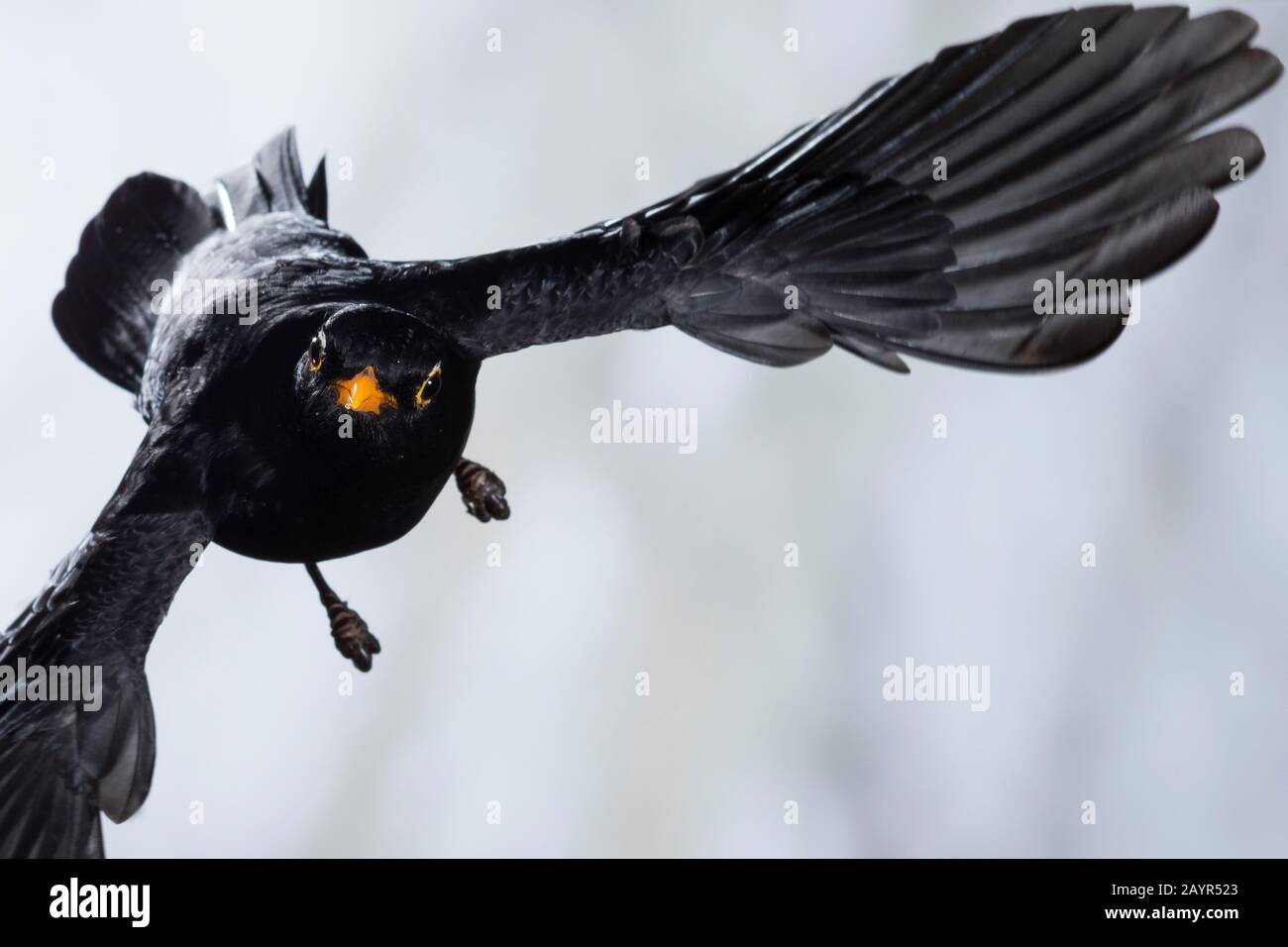 Blackbird (Turdus merula), fliegendes Männchen, Deutschland Stockfoto
