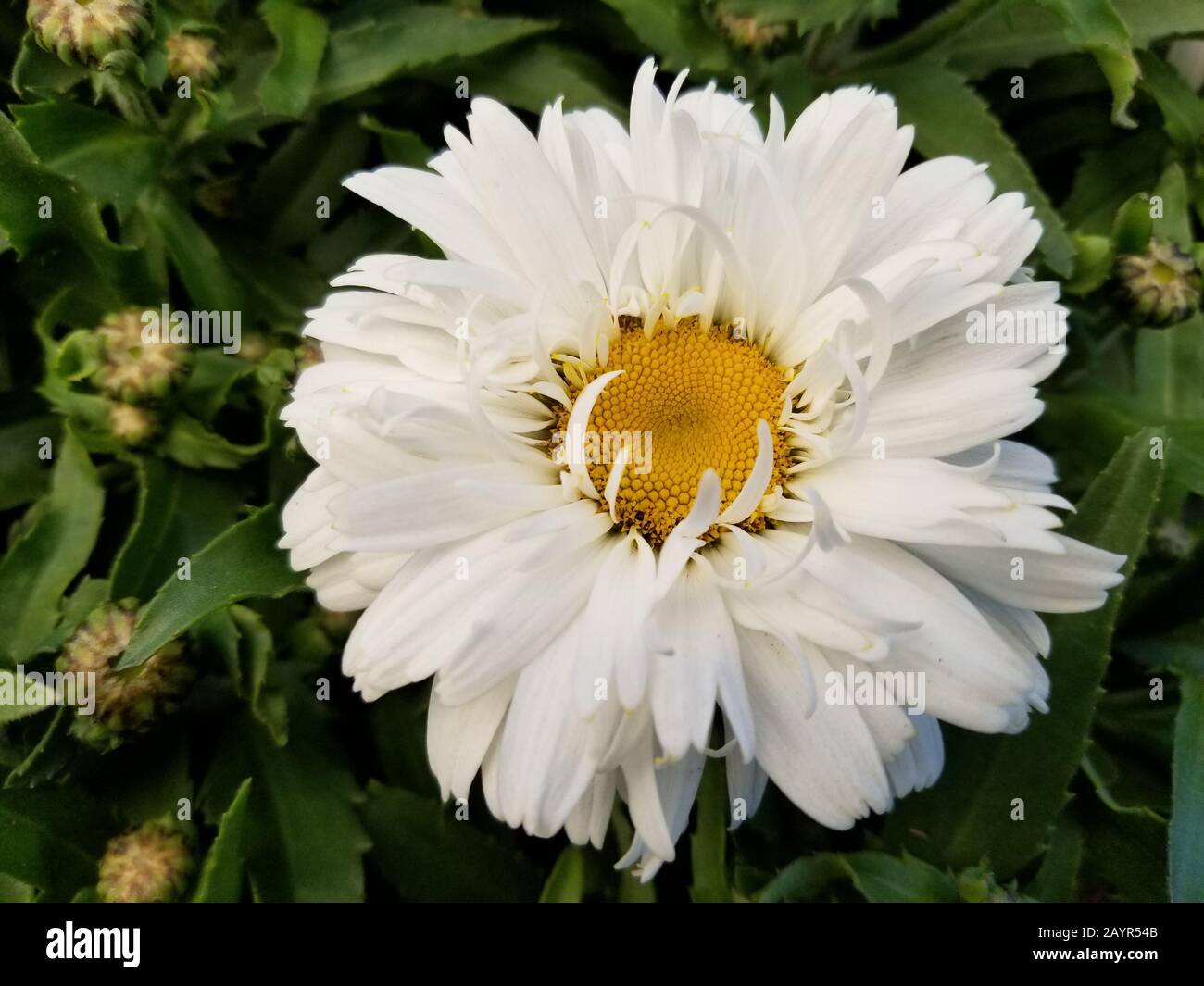 Schöne weiße Daisy-Blume "Freak Shasta" in voller Blüte Stockfoto