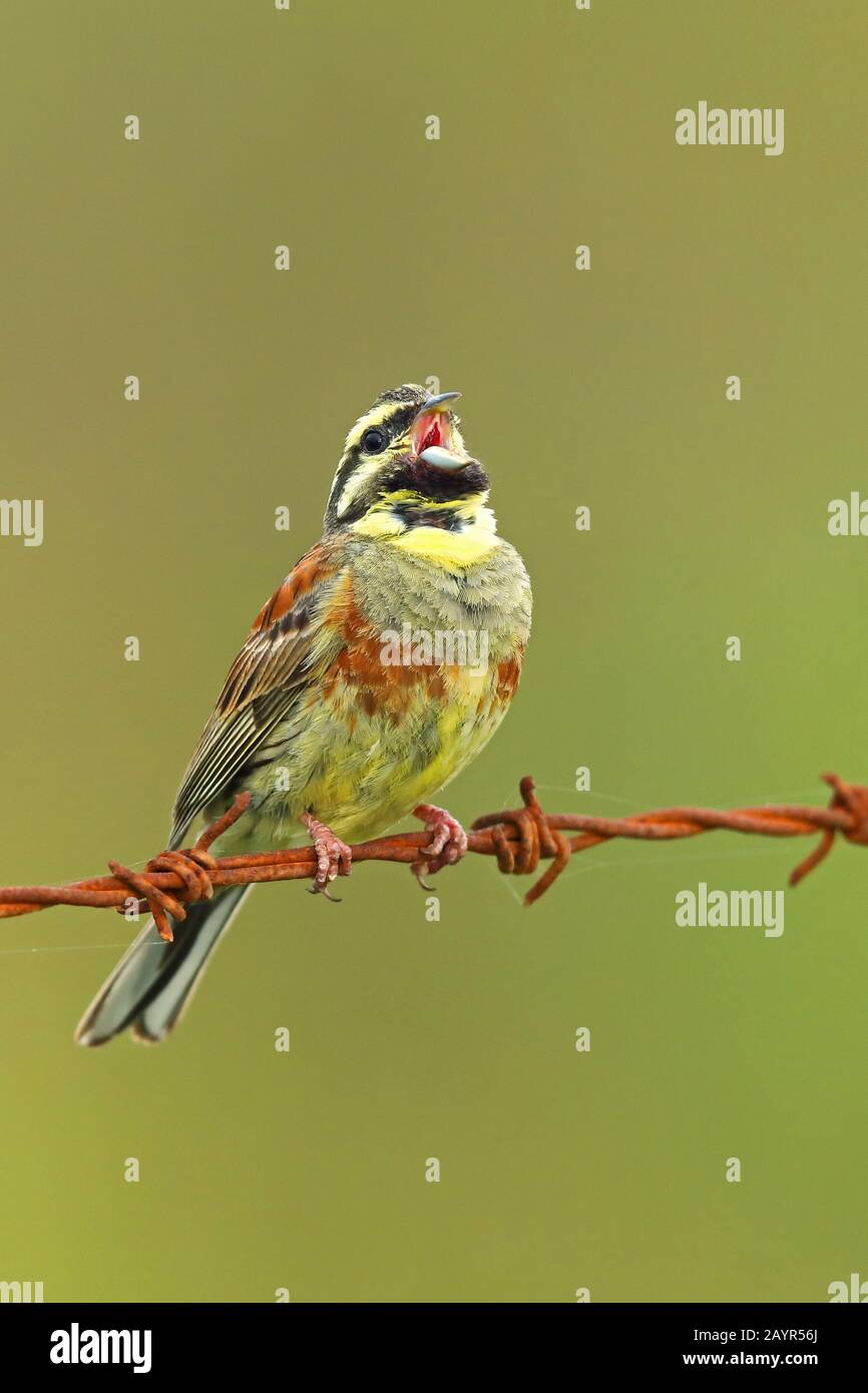 Federbrötchen (Emberiza zirlus), Männchen singt auf Stacheldraht, Montenegro, Ulcinj Stockfoto