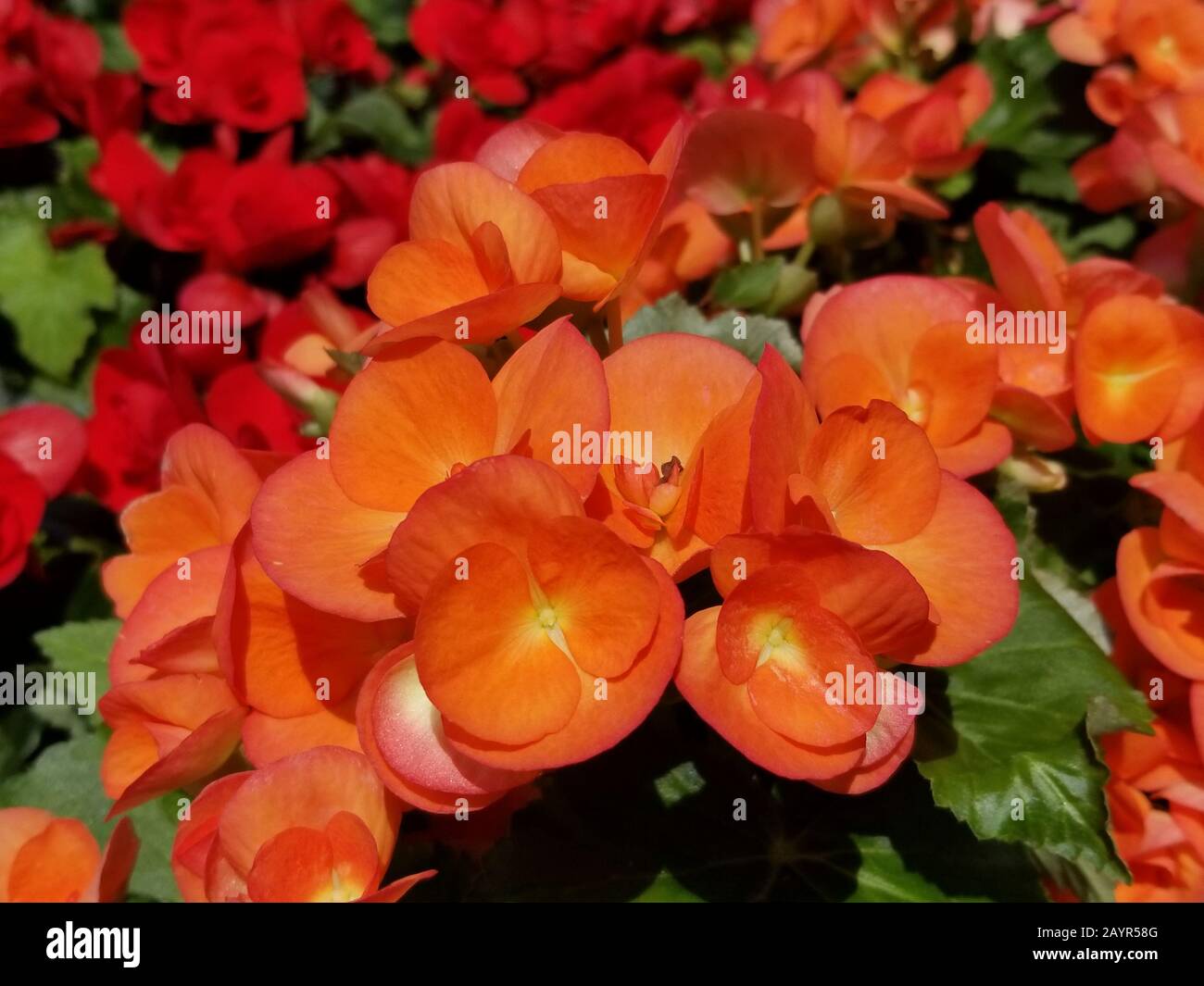 Orangefarbene Rieger Begonia Blume blüht im Frühling Stockfoto