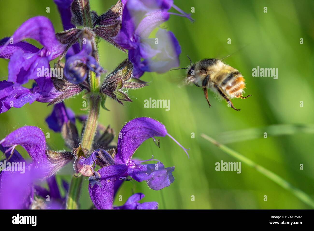Knapweed Karderbiene, Schrille Karderbiene (Bombus Sylvarum), männlich bei Salbei, Deutschland, Bayern, Isental Stockfoto