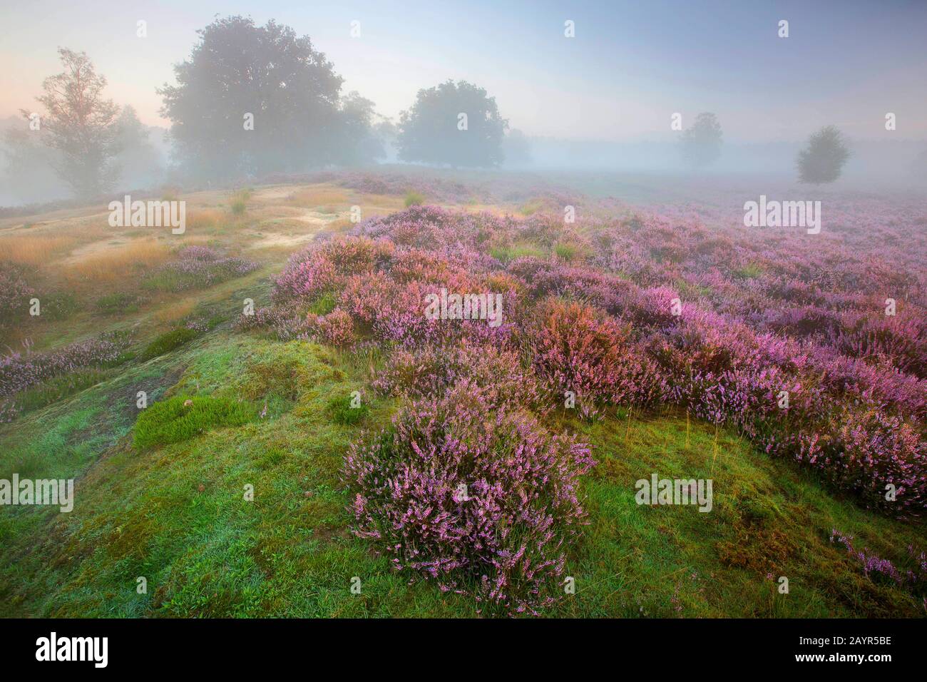 Gemeine Heidekraut, Ling, Heather (Calluna vulgaris), blühende Heide im Kampina-Naturreservat bei Sonnenaufgang, Niederlande, Noord-brabant, Kampina-Naturreservat, Kampina Stockfoto