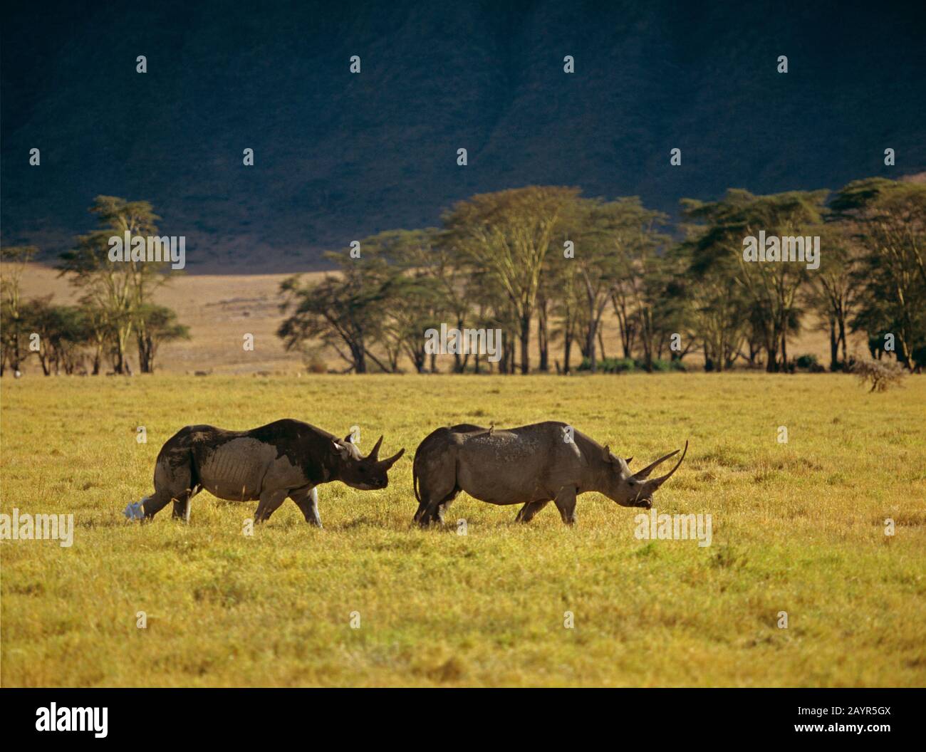 Schwarze Nashörner, mit Hakenlippen bestückte Nashörner, Nashörner (Diceros bicornis), zwei Nashörner, die in der Savanne hintereinander laufen, Seitenansicht, Afrika Stockfoto