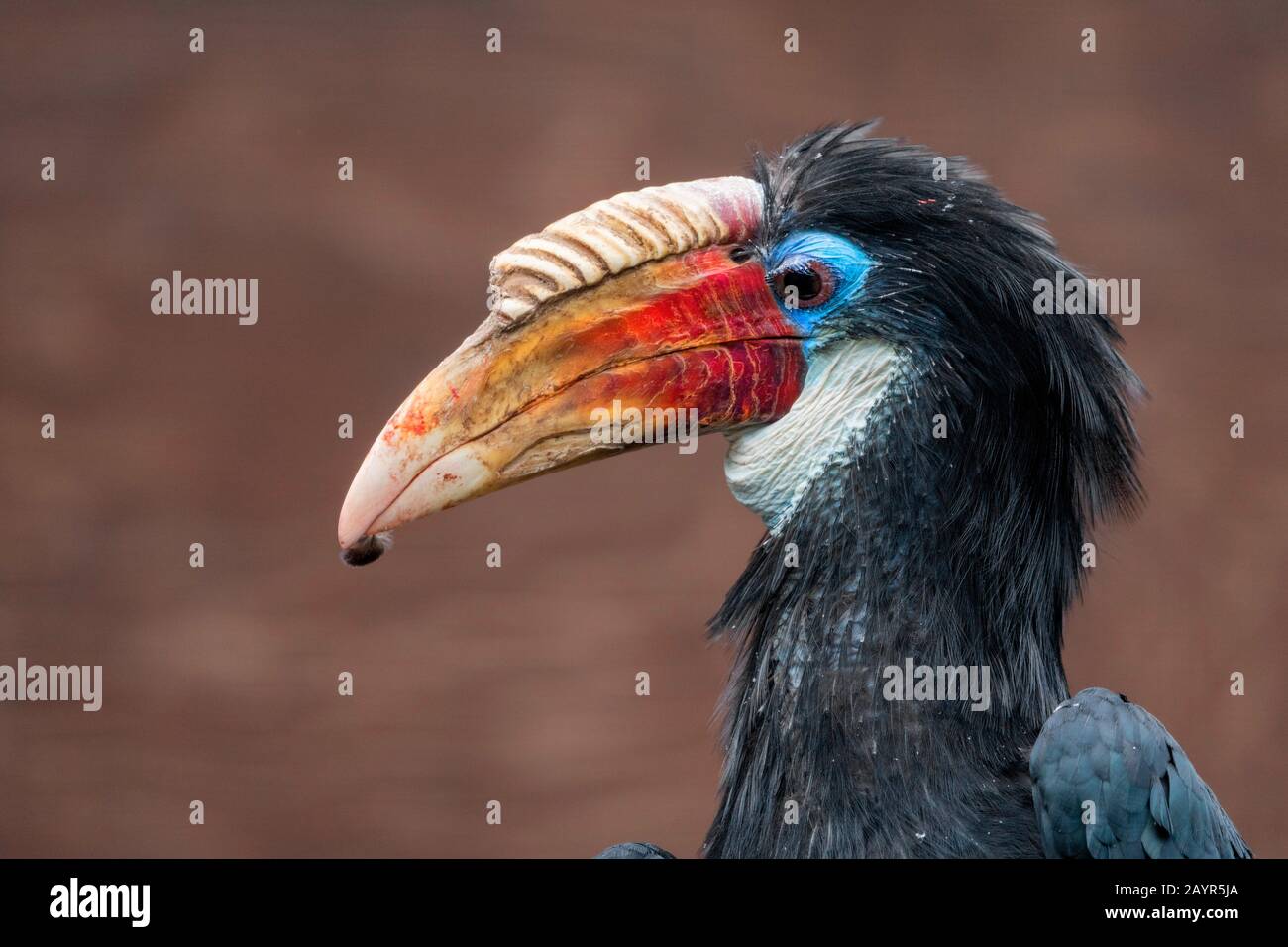 Blyths Hornbill, Papuan Hornbill, Kokomo (Rhyticeros plicatus), Porträt, männlich Stockfoto