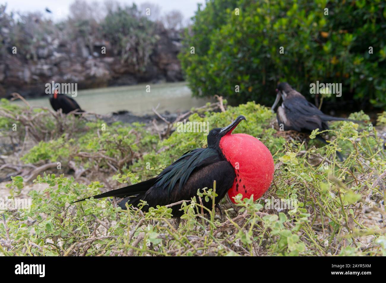 Ein männlicher Fregattenvogel mit aufgeblasenen Kehlbeutel (Brutzeit) auf Genovesa-Insel (Tower-Insel) auf den Galapagos-Inseln, Ecuador. Stockfoto