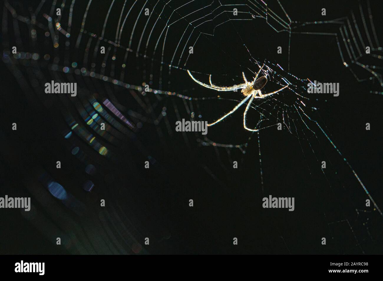 Spinne in einem Netz vor einem schwarzen Hintergrund, der von der Sonne beleuchtet wird. Stockfoto