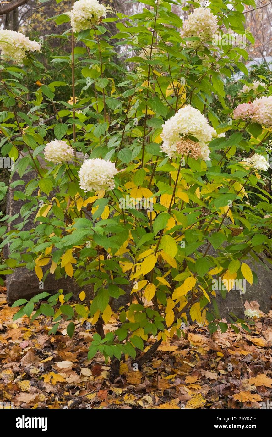 Weißer blühender Hydrangea "Limelight"-Strauch im Hinterhofgarten im Herbst. Stockfoto