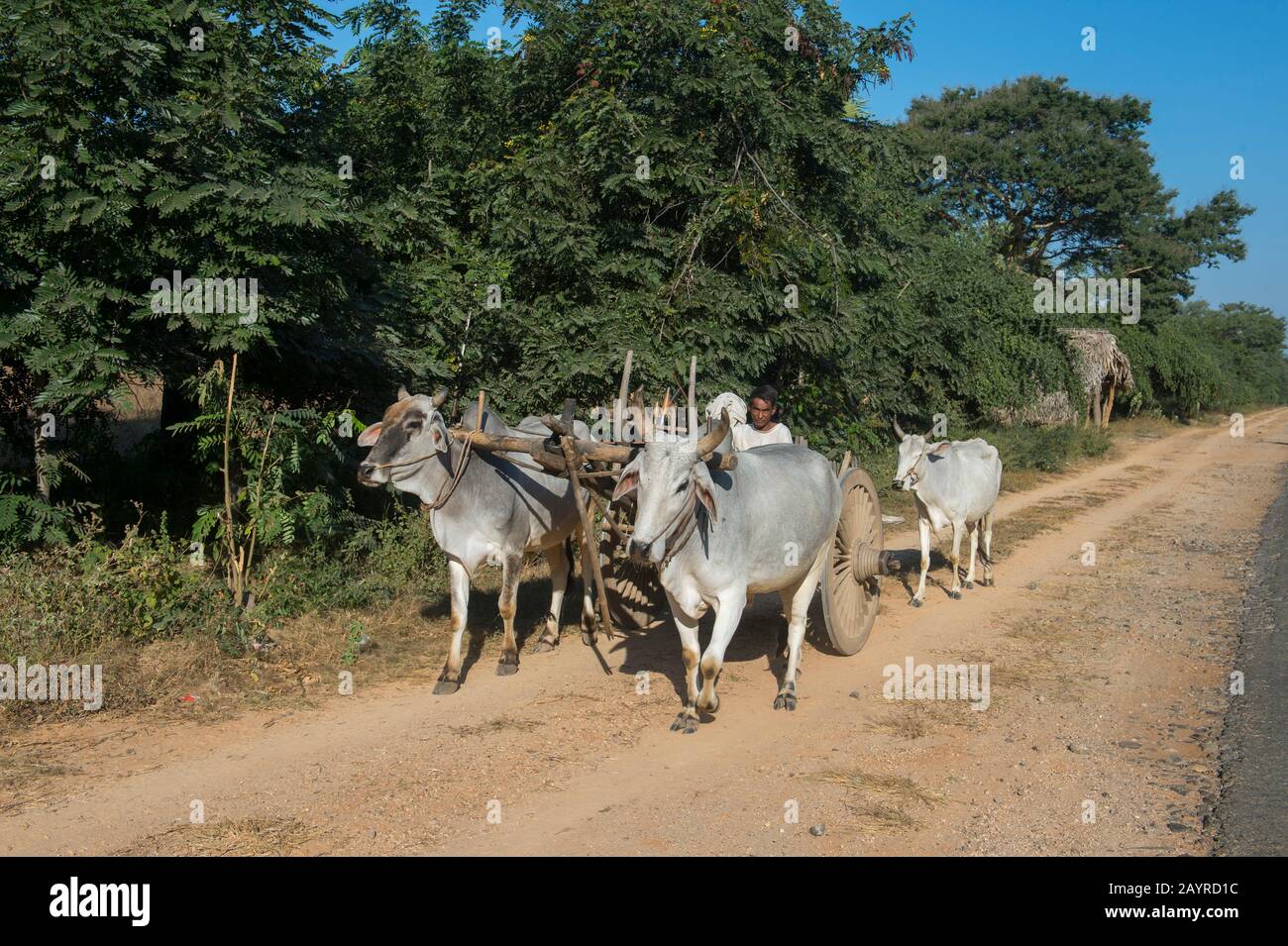 Ein Ochsenkarren fährt auf einer Straße in Bagan, Myanmar. Stockfoto