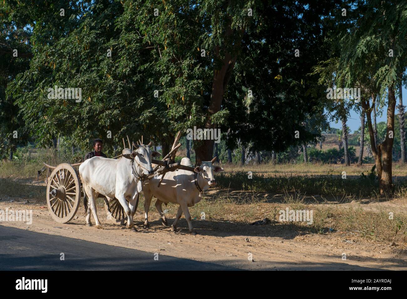 Bauern, die auf einem Ochsenkarren auf der Straße von Bagan nach Mandalay in Myanmar unterwegs sind. Stockfoto