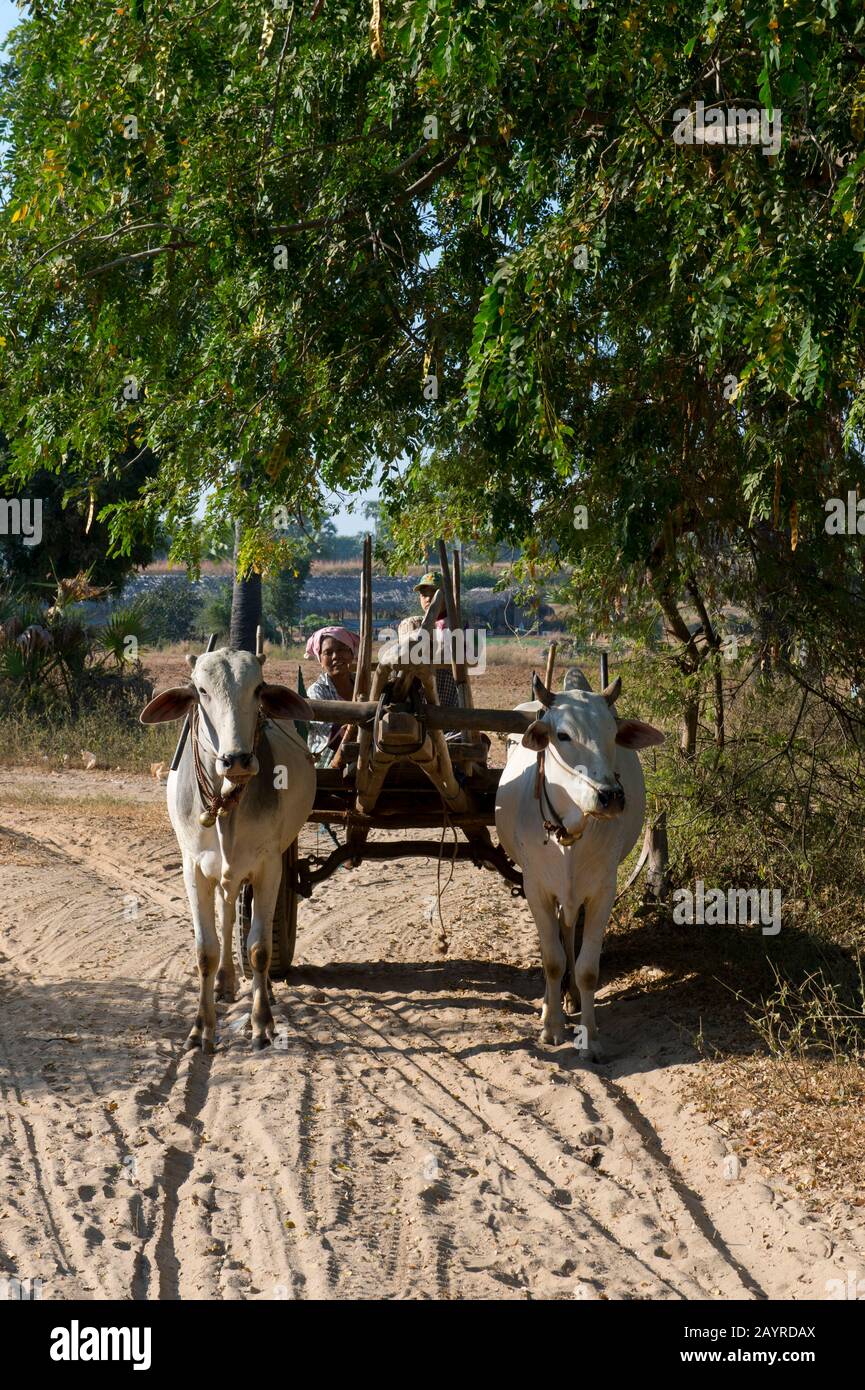 Bauern, die auf einem Ochsenkarren auf der Straße von Bagan nach Mandalay in Myanmar unterwegs sind. Stockfoto