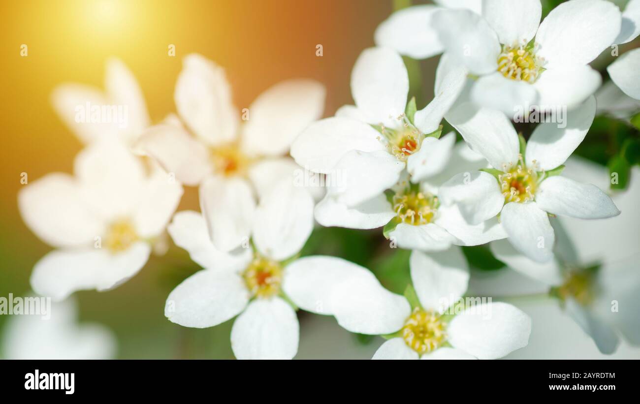 Cerasus besseyi L.H.Bailey Lunell weiße kleine Blumen an Ästen.  Zwergkirschblüten im Frühjahr. Hintergrund für den Bildschirmschoner im  Frühling. Frühlingszeit Stockfotografie - Alamy
