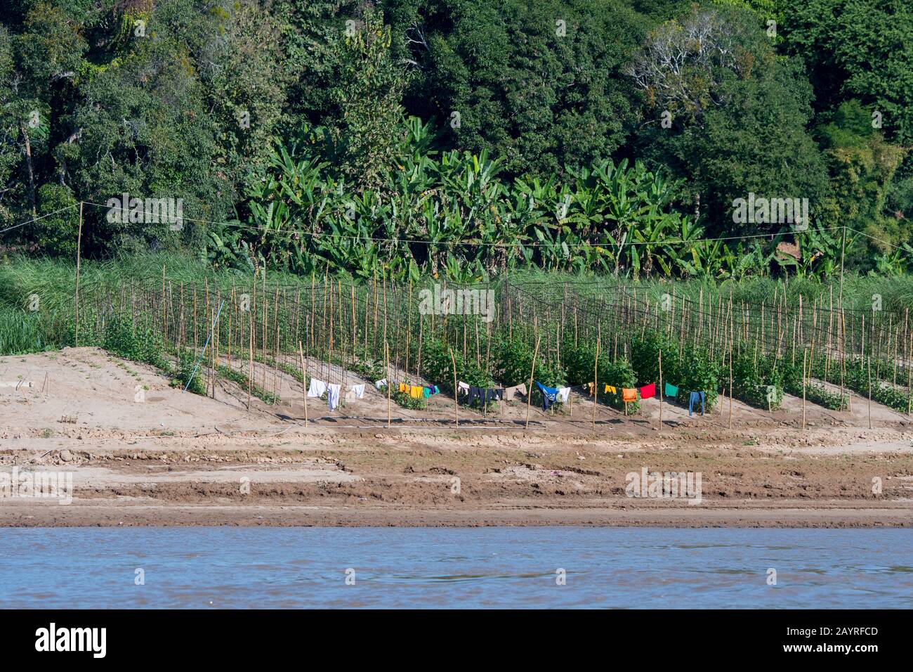 Blick auf die Trockenlegung von Wäsche und Getreide, die am Flussufer des Mekong in der Zeit der niedrigen Flussebenen nahe Luang Prabang in Zentral-Laos gepflanzt wurde. Stockfoto