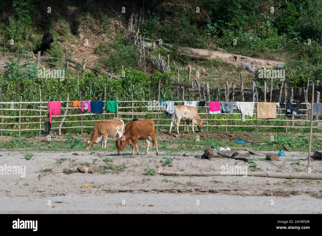 Blick auf die Trockenlegung von Wäsche, Rindern und Ernten, die am Flussufer des Mekong River in der Zeit niedriger Flussebenen in der Nähe von Luang Prabang in Central gepflanzt wurden Stockfoto