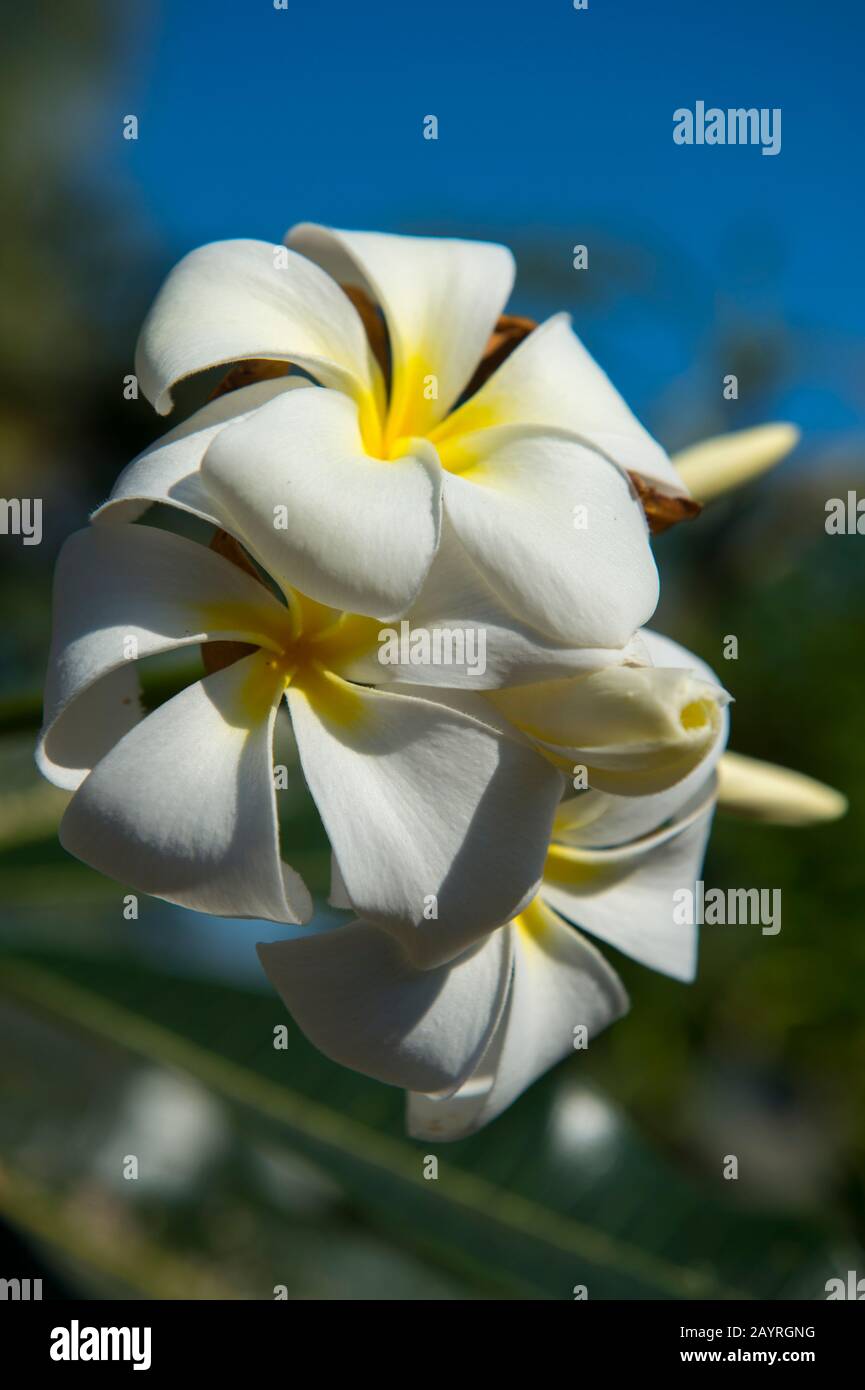 Ein Frangipani-Baum (Nationalblume von Laos) blüht in einem Garten in der UNESCO-Welterbe-Stadt Luang Prabang in Zentral-Laos. Stockfoto