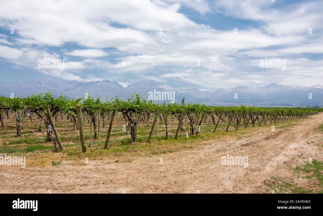 Schöne ländliche Landschaft mit Weinberg und Bergen im Uco Valley, Mendoza. Argentinien. UCO Valley ist ein junges Weingebiet in der Nähe der Hauptstadt Mend Stockfoto